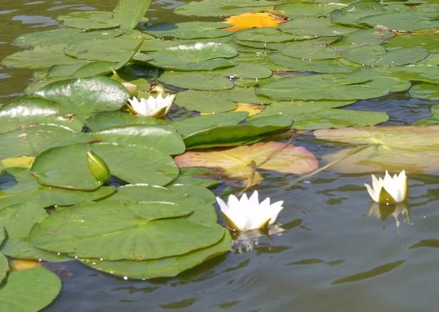 Кувшинки на Шайтан-озере
