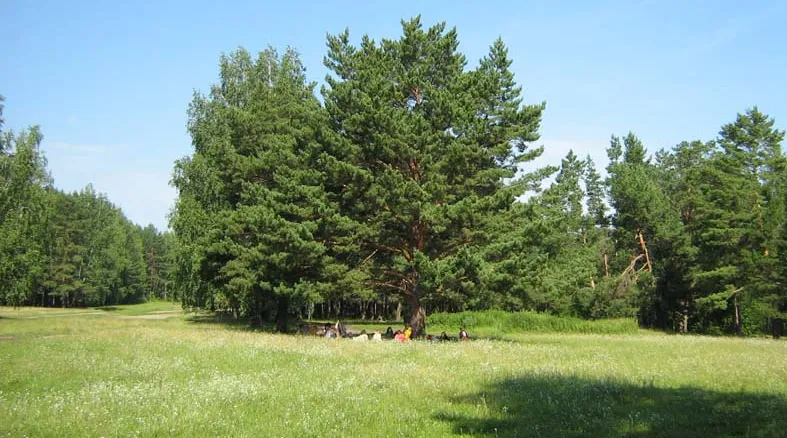 Сосна Глафира