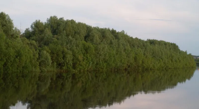 Просто берег Тары