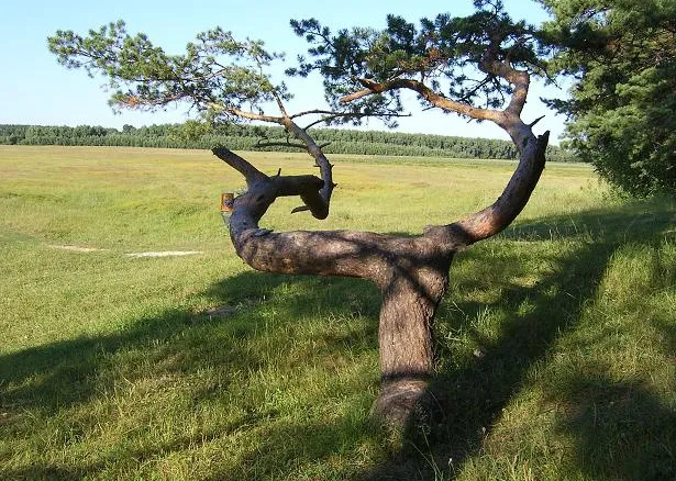 Кривое дерево