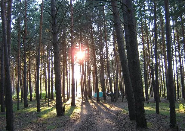 Лес и солнце