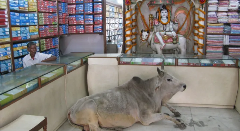 Постоянная клиентка магазина