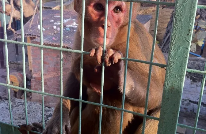 Обезьянка пришла к нам на завтрак, попросить бананов